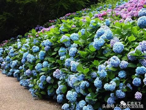 耐澇植物|耐水力最強的10種植物，夏天下再大暴雨也不怕！